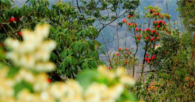 河南红枫杯光耀登场：光芒万丈，耀眼夺目